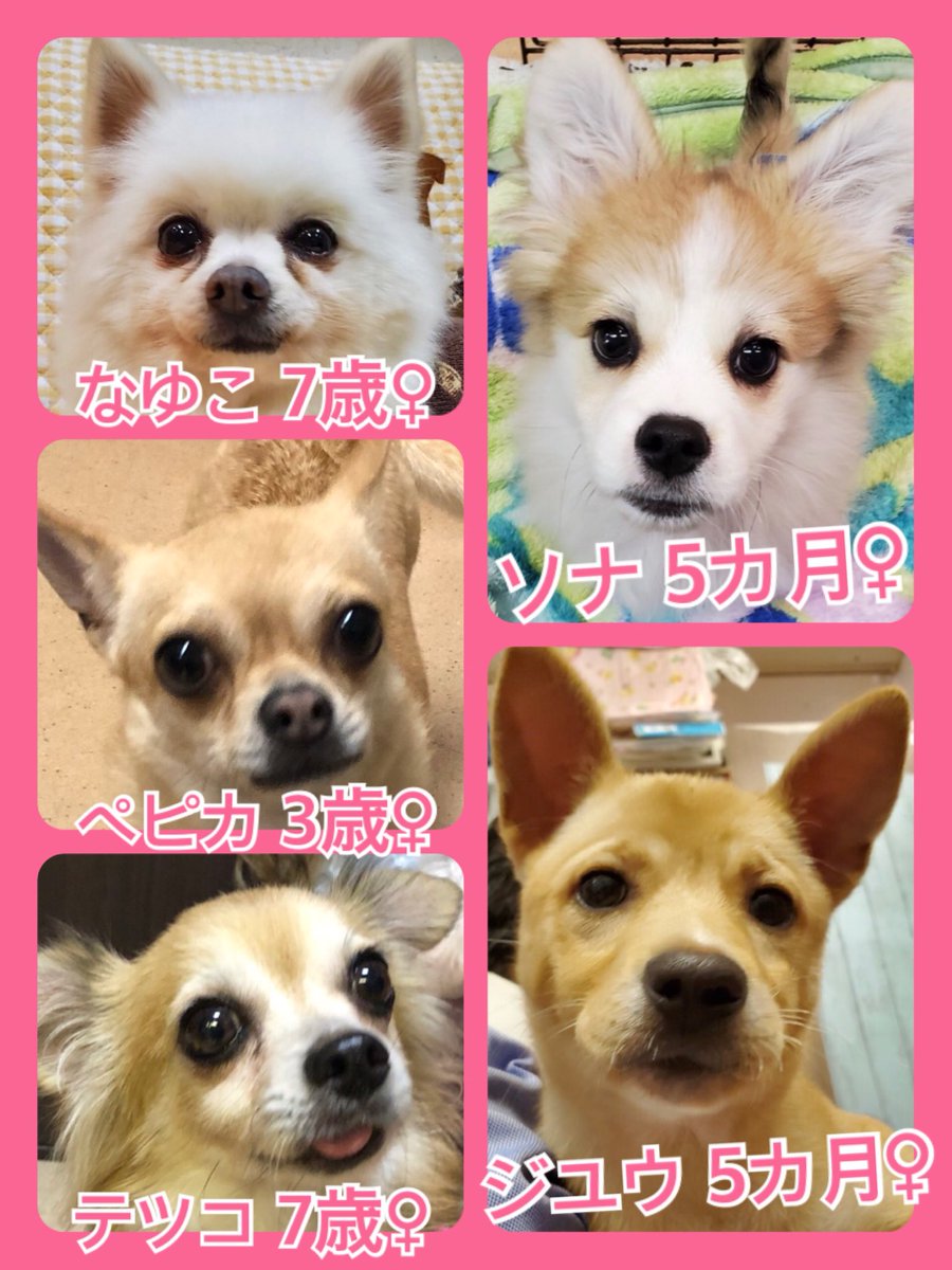 🐾今日の里親様募集中ワンコ🐶メンバーです🐾2020,2,16